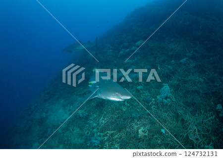 Grey Shark, Ogasawara, Tokyo Grey Shark, Ogasawara, Tokyo 124732131