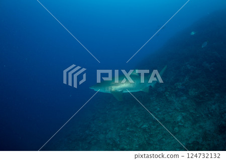 Grey Shark, Ogasawara, Tokyo 124732132