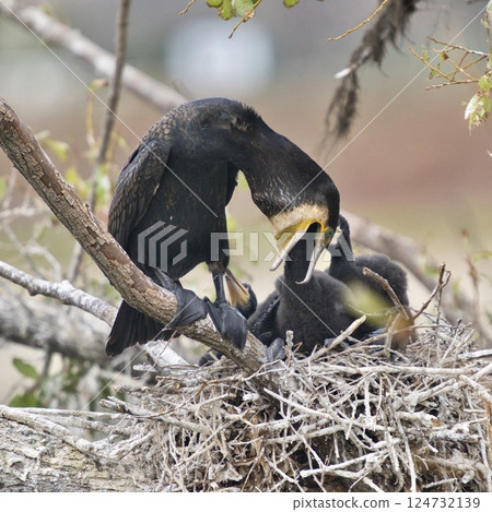 讓鳥兒活下去的親鳥之愛① 124732139