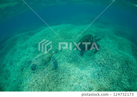 小笠原綠海龜交配 小笠原綠海龜交配 124732173
