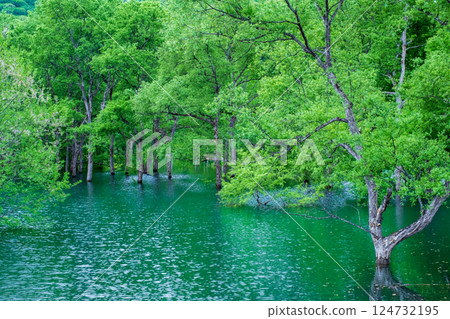 Submerged forest of Shirakawa lake 124732195