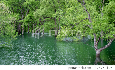 Submerged forest of Shirakawa lake Submerged forest of Shirakawa lake 124732196