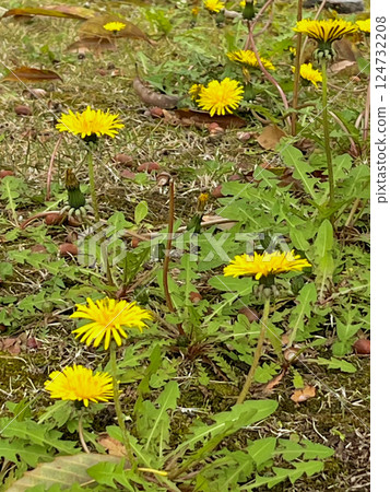 春天花園裡盛開的蒲公英 春天花園裡盛開的蒲公英 124732208