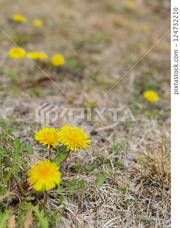 Blooming dandelions in the spring garden Blooming dandelions in the spring garden 124732210