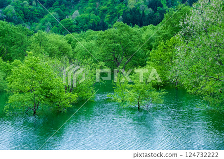 Submerged forest of Shirakawa lake 124732222