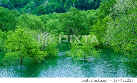 Submerged forest of Shirakawa lake 124732225