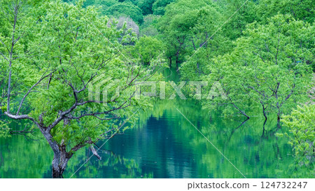 白川湖被淹沒的森林 白川湖被淹沒的森林 124732247