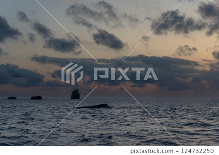 駝背鯨小笠原 124732250