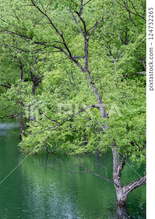 Submerged forest of Shirakawa lake 124732265