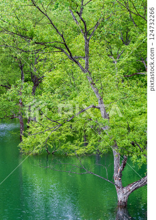 白川湖被淹沒的森林 124732266