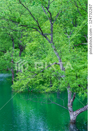 Submerged forest of Shirakawa lake 124732267