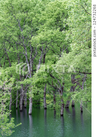 Submerged forest of Shirakawa lake 124732268