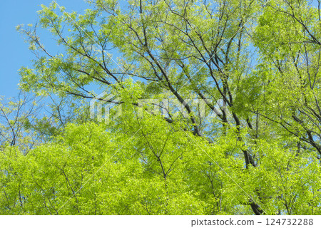 Fresh greenery and blue skies, the arrival of spring 124732288