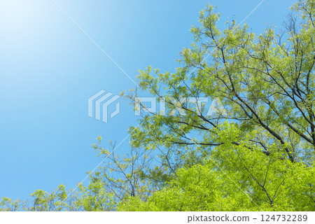 新綠藍天,春天的到來 新綠藍天,春天的到來 124732289