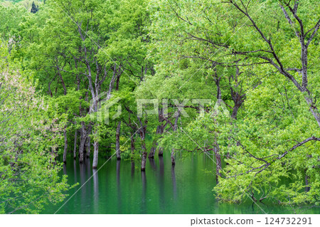 Submerged forest of Shirakawa lake 124732291