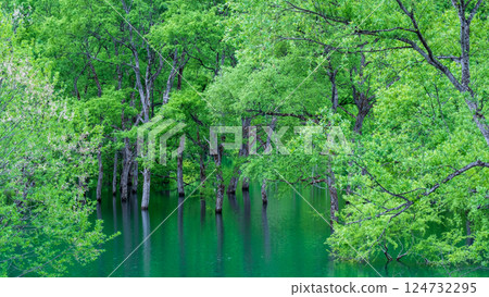 白川湖被淹沒的森林 白川湖被淹沒的森林 124732295