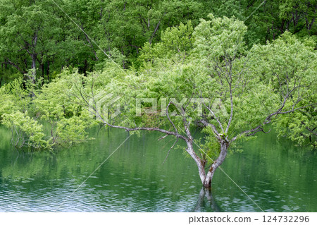 Submerged forest of Shirakawa lake 124732296