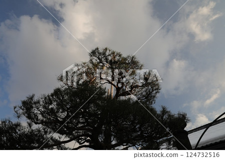 pine pine 124732516