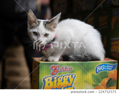 Baguio Kittens Baguio Kittens 124732573