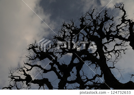 Silhouette of trees 124732633