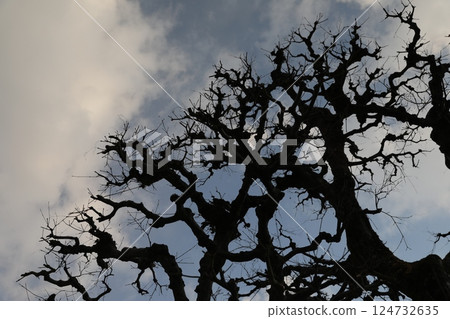樹木剪影 124732635