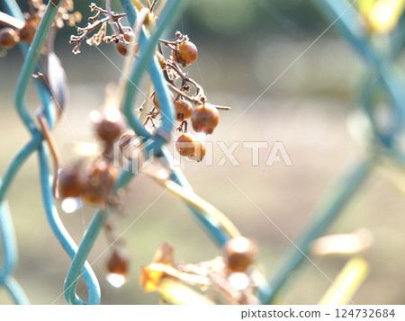 秋季下雨後閃閃發光的常春藤果實 秋季下雨後閃閃發光的常春藤果實 124732684
