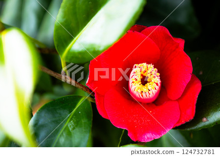春天盛開的紅山茶花 春天盛開的紅山茶花 124732781