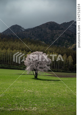 A cherry tree in a prairie A cherry tree in a prairie 124732854