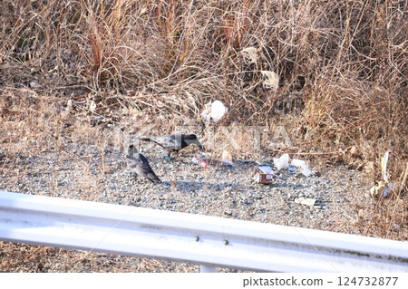 A crow searching through trash dumped on the roadside 124732877