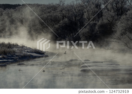 河霧中的天鵝 124732919