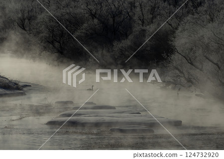 河霧中的天鵝 124732920