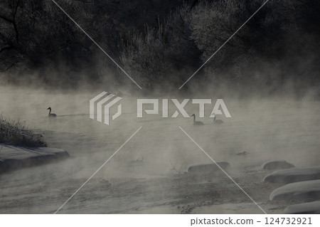 河霧中的天鵝 124732921