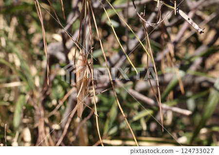 生物 - 昆蟲 - 棕色的頸切鋸標本。與枯草融為一體的偽裝 124733027