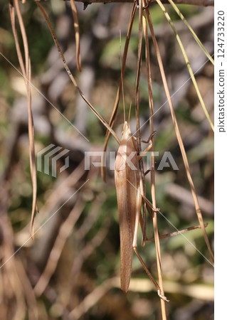 Living things, insects, grasshoppers that overwinter. Are they warming themselves in the sunshine on the March grassland? 124733220