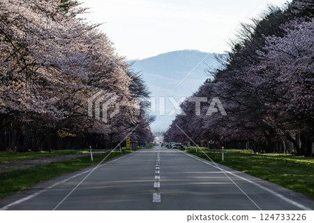 靜內二十間道沿路的櫻花樹 124733226