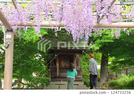 Wisteria at Mandala Temple (Konan City, Aichi Prefecture) ・58 Wisteria at Mandala Temple (Konan City, Aichi Prefecture) ・58 124733256