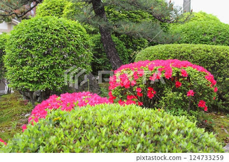 曼陀羅寺的紫藤（愛知縣湖南） ・55 124733259