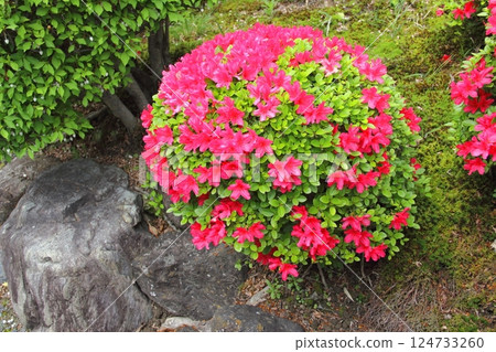 曼陀羅寺的紫藤(愛知縣湖南)・54 曼陀羅寺的紫藤(愛知縣湖南)・54 124733260