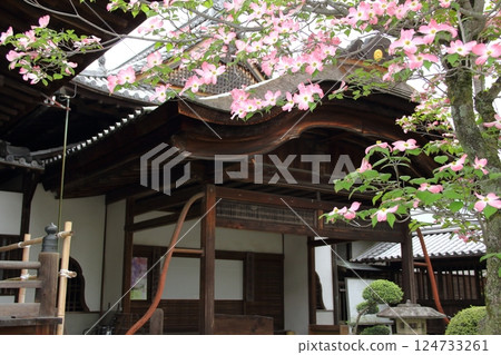 Wisteria at Mandala Temple (Konan City, Aichi Prefecture) ・53 Wisteria at Mandala Temple (Konan City, Aichi Prefecture) ・53 124733261