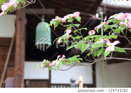 曼陀羅寺的紫藤(愛知縣湖南)・52 曼陀羅寺的紫藤(愛知縣湖南)・52 124733262