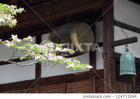 曼陀羅寺的紫藤（愛知縣湖南） ・50 124733264