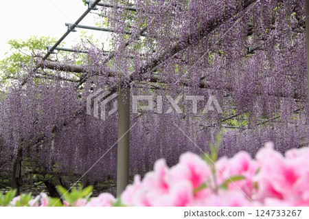 Wisteria at Mandala Temple (Konan City, Aichi Prefecture) ・32 Wisteria at Mandala Temple (Konan City, Aichi Prefecture) ・32 124733267