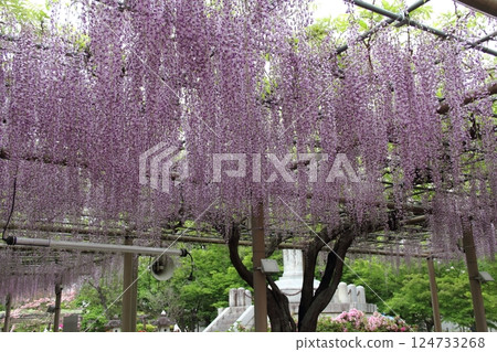 Wisteria at Mandala Temple (Konan City, Aichi Prefecture) ・33 124733268