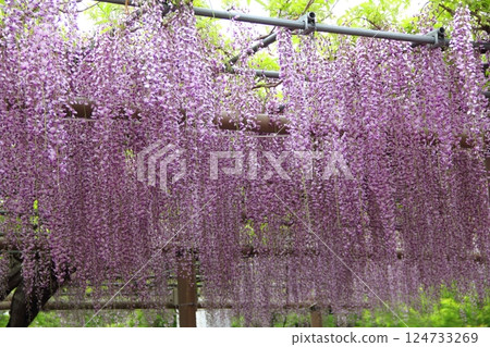 Wisteria at Mandala Temple (Konan City, Aichi Prefecture) ・34 Wisteria at Mandala Temple (Konan City, Aichi Prefecture) ・34 124733269
