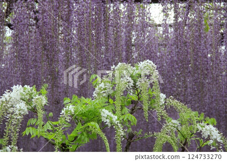 Wisteria at Mandala Temple (Konan City, Aichi Prefecture) ・35 Wisteria at Mandala Temple (Konan City, Aichi Prefecture) ・35 124733270