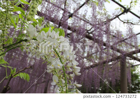 曼陀羅寺的紫藤(愛知縣湖南)・37 曼陀羅寺的紫藤(愛知縣湖南)・37 124733272