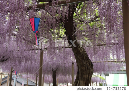 曼陀羅寺的紫藤(愛知縣湖南)・43 曼陀羅寺的紫藤(愛知縣湖南)・43 124733278