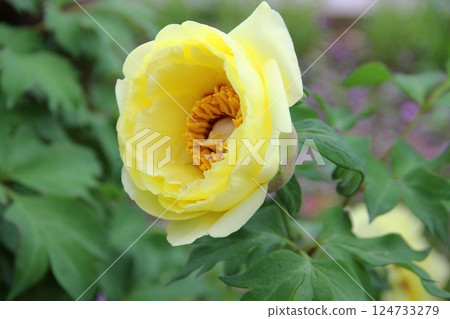 曼荼羅寺的紫藤（愛知縣江南市）・44 124733279