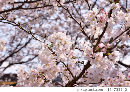 Sakura, Sakura, Sakura 124733340