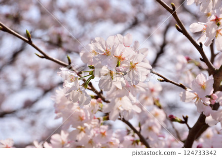櫻花,櫻花,櫻花 櫻花,櫻花,櫻花 124733342